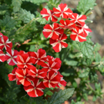 Verbena Voodoo Red Star